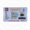 Lab Certified Two Faced (2 Mukhi) Rudraksha Good for Pooja,Yoga, Meditation